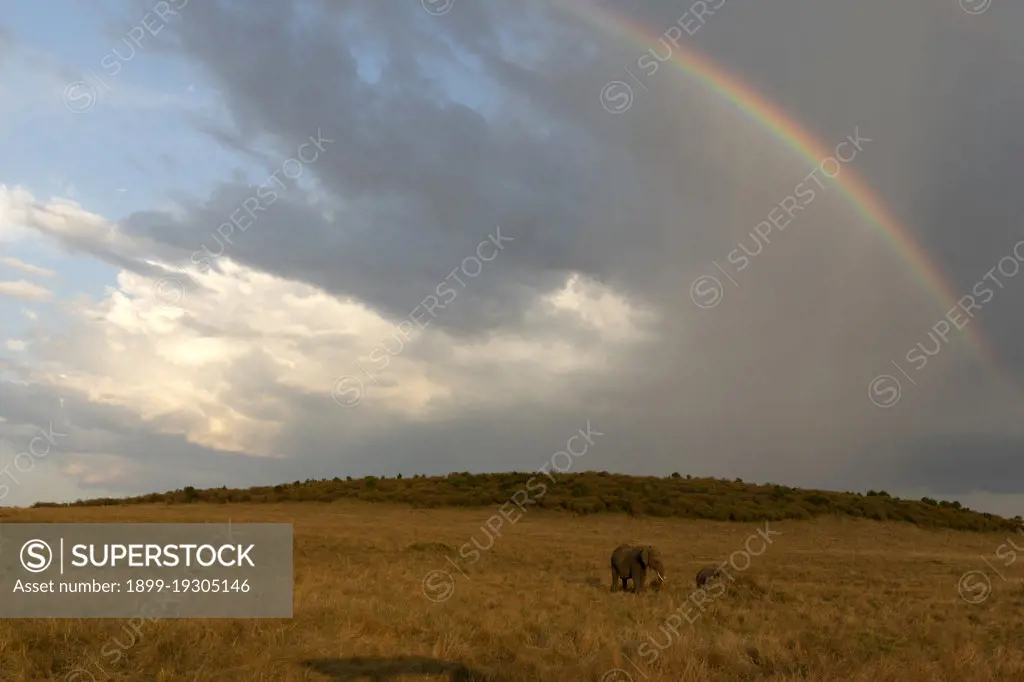 Rainbow and african Elephant (Loxodonta africana) in savanna. Masai Mara National Park. Kenya.