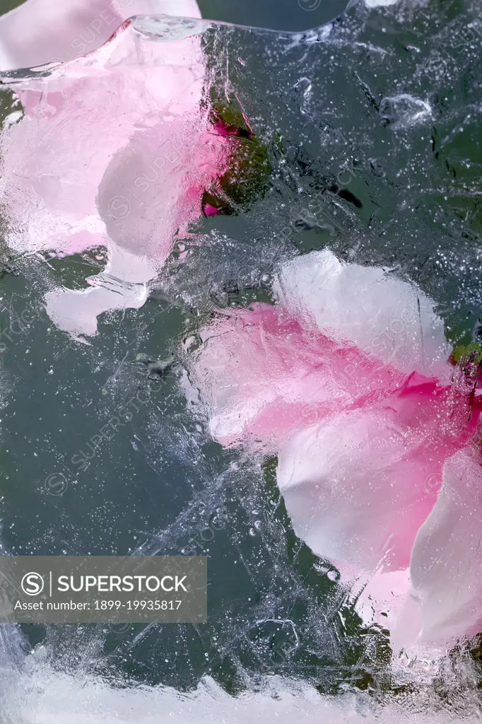 Beautiful flowers pink blooming magnolia in transparent ice block. Frozen beauty concept. Floral greeting card. (Photo by: Natasha Breen/REDA&CO/UIG)