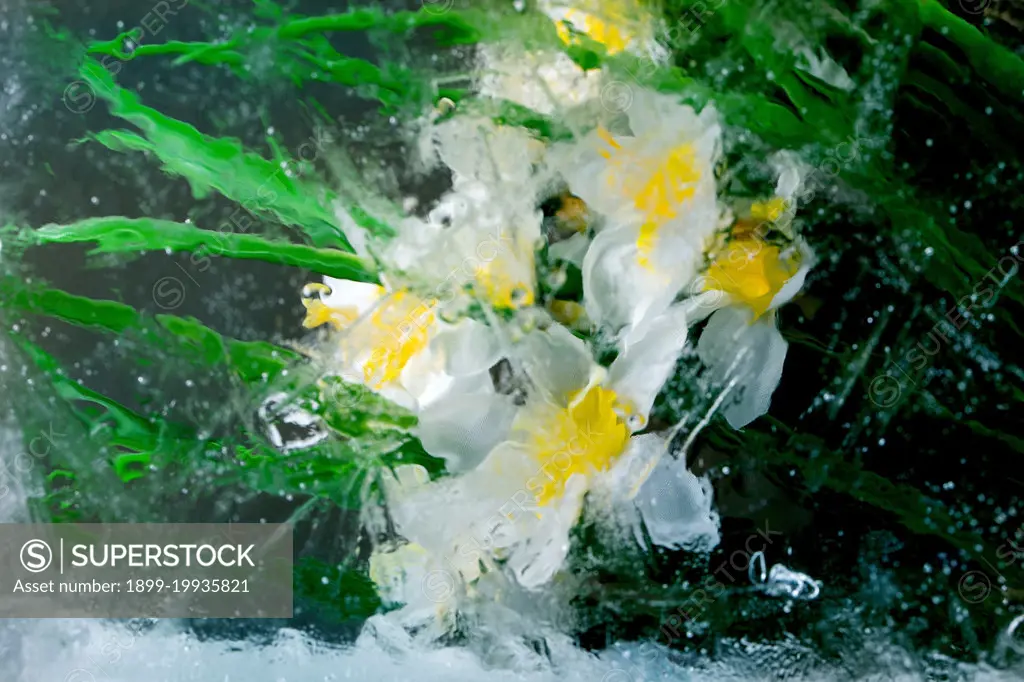 Beautiful flowers white daffodils with leaves in transparent ice block. Frozen beauty concept. Floral greeting card. (Photo by: Natasha Breen/REDA&CO/UIG)