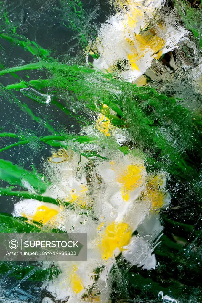 Beautiful flowers white daffodils with leaves in transparent ice block. Frozen beauty concept. Floral greeting card. (Photo by: Natasha Breen/REDA&CO/UIG)