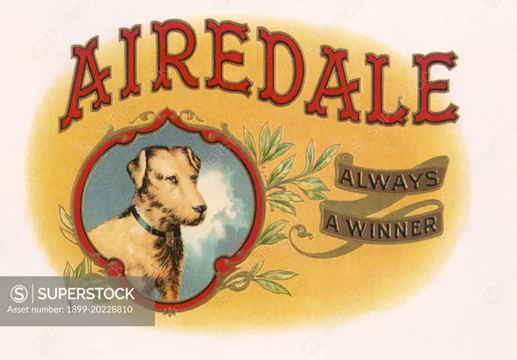 Airedale. 