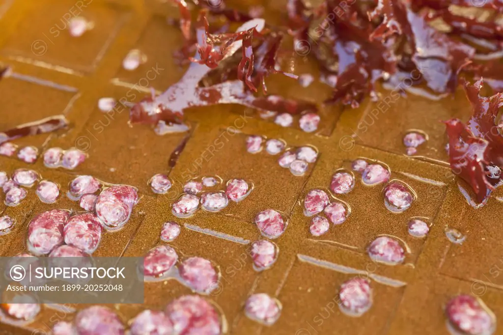 seed abalone are grown on ceramic tiles, Cultured Abalone, Goleta, California