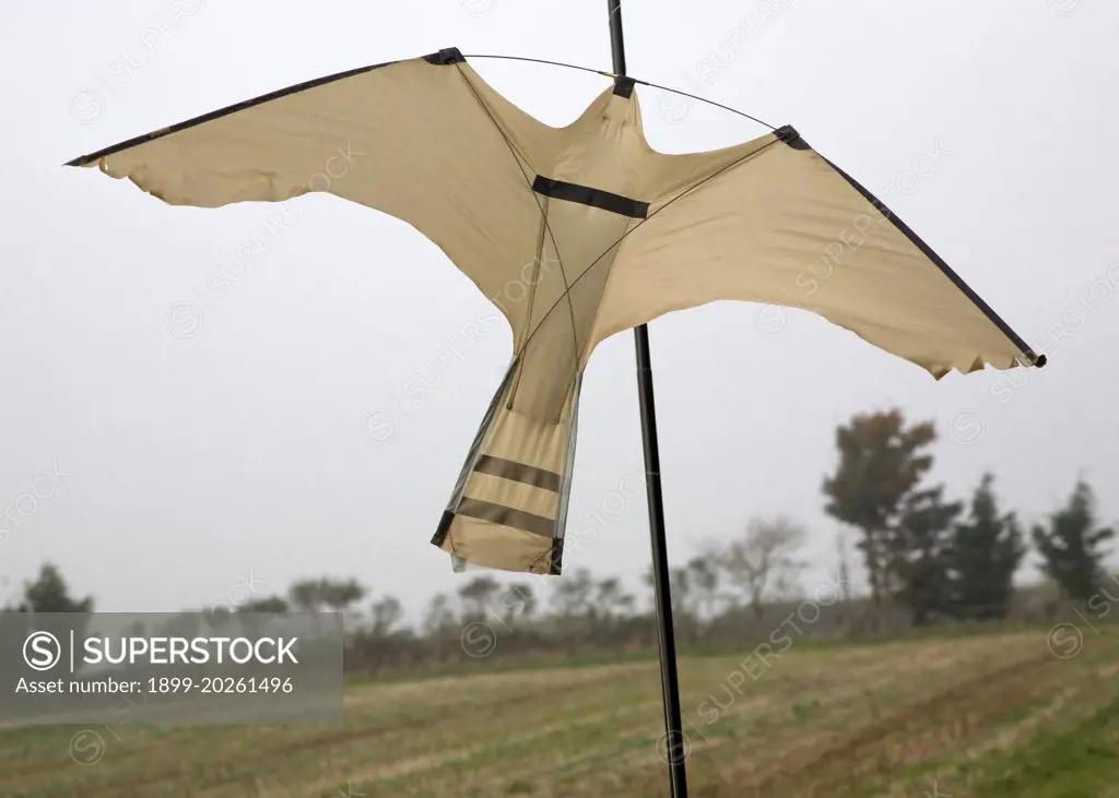 Bird of prey shaped kite bird scarer flying in breeze over farm field, Suffolk, England