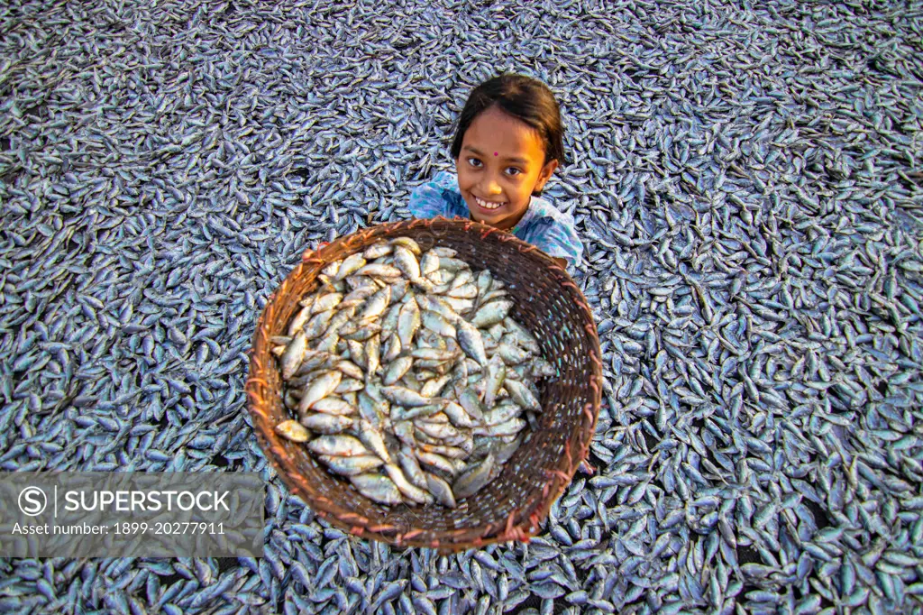 A girl is showing Puti Fishes to be dried under the sun for the long process of making Dry Fish in Brahmanbaria, Bangladesh. Thousands of small 'Puti' fishes are caught in a nearby river. Workers cut and clean the fishes, add salt and then dry them on a bamboo platform in the sun for four to five days. After the fishes are properly dried, they are packaged and sent out for sale in the markets. Dried fish is an important food in the diet in Bangladesh. It accounts for the fourth largest share of fish consumed and is the most accessible type of fish for consumers across all income levels. Dry Fish selling is a major industry nowadays. Bangladesh exports a huge quantity of dry fish every year, greatly contributing to the national economy. Bangladesh.