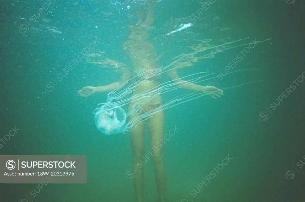 Box jellyfish Chironex fleckeri and unsuspecting swimmer 