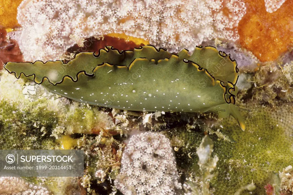 Sap-sucking slug  (Elysia ornata) Andaman Sea, Myanmar