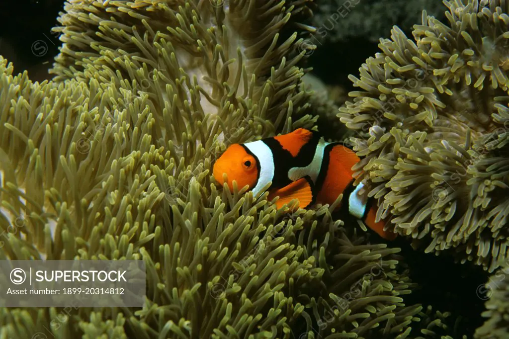 Orange clownfish  (Amphiprion percula) in host anemone, Great Barrier Reef, Queensland, Australia