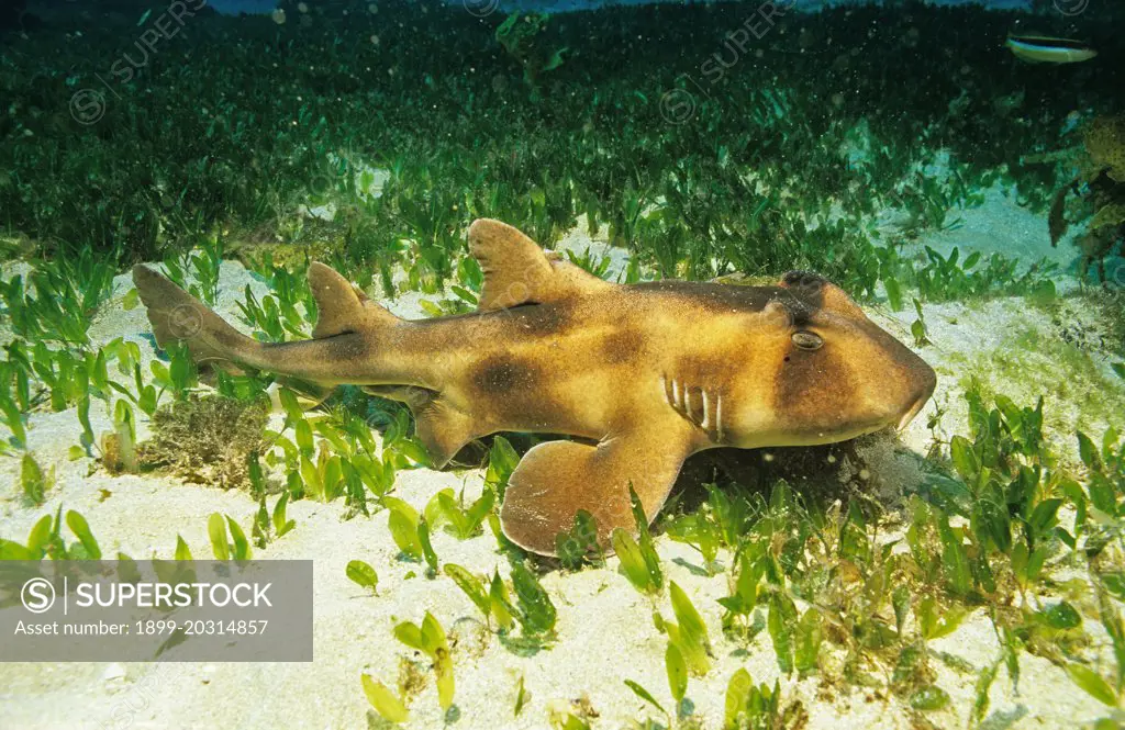 Crested horn (Crested Port Jackson) shark (Heterodontus galeatus) Jervis Bay, south coast New South Wales, Australia