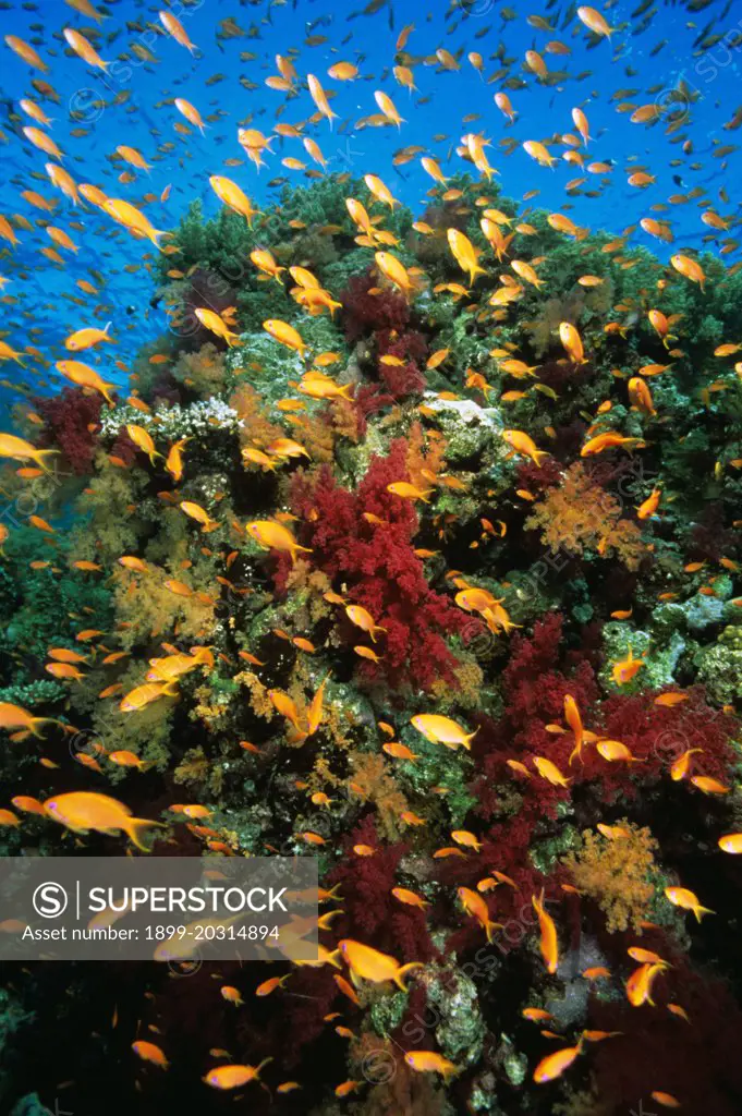 Anthias (Anthias sp.) school on coral reef, Great Barrier Reef (Marine Park), Queensland, Australia