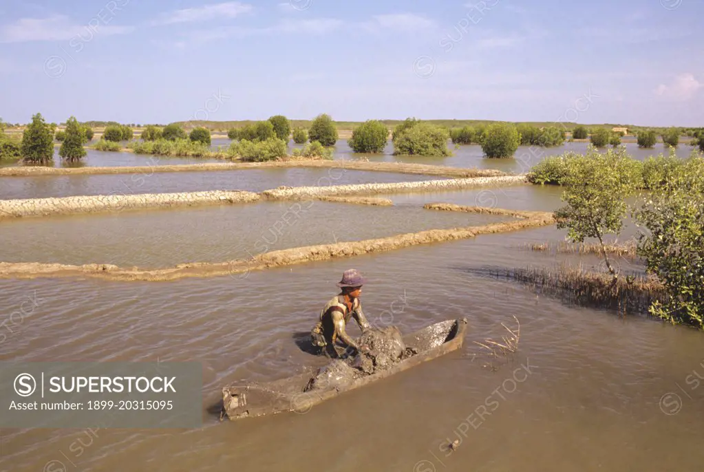 Reclamation of coastal mangrove wetland  for fishing and prawn breeding ponds, extends along much of the islands coastline Java, Indonesia