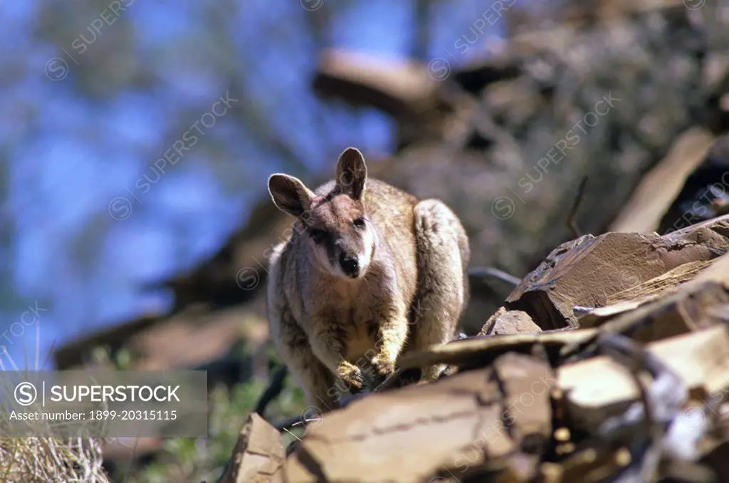 Purple-necked rock-wallaby (Petrogale lateralis purpureicollis) near Mount Isa, western Queensland, Australia