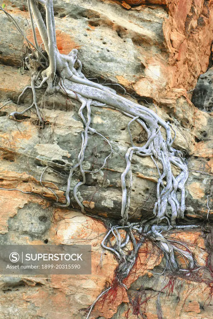 Rock Fig roots grip onto sandstone cliff, Broadmere Station, western Gulf of Carpentaria, Northern Territory.