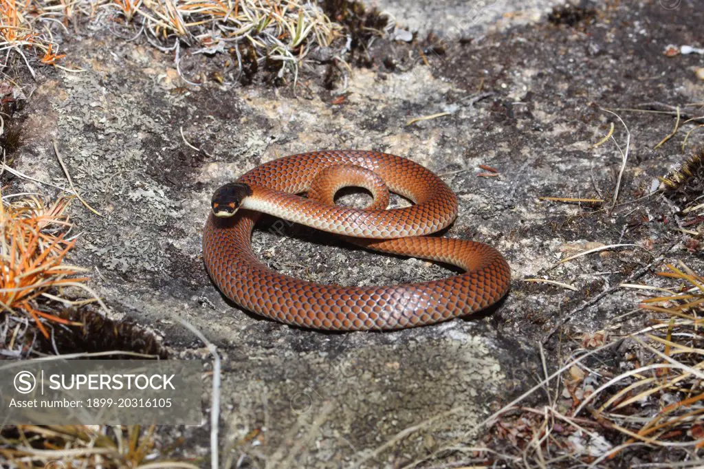 Goulds hooded snake  (Parasuta gouldii),    Pingelly, Western Australia