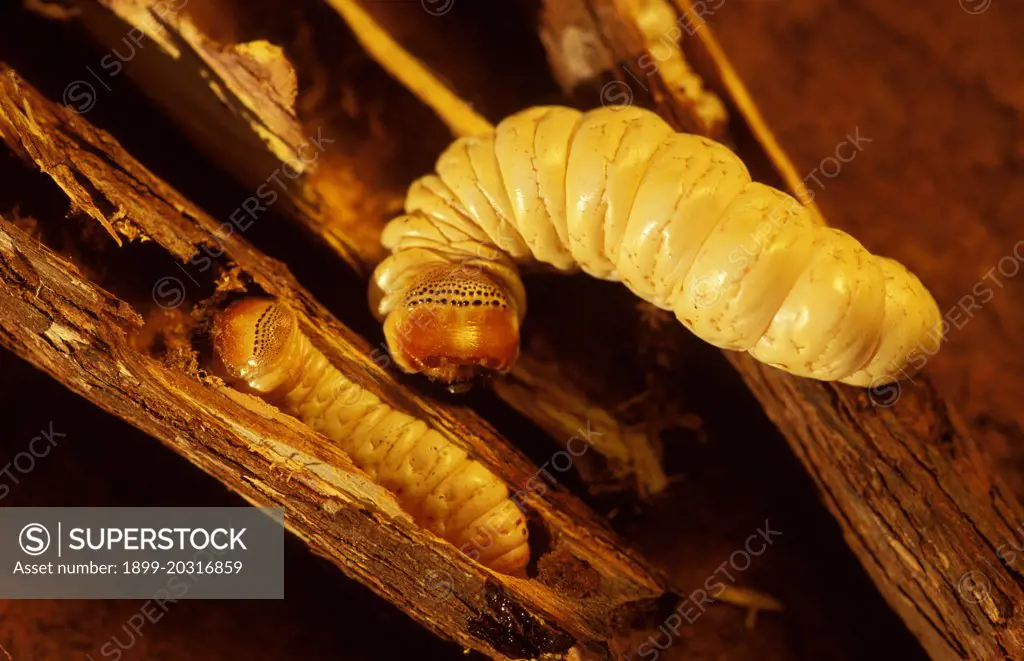 Witchetty grub (Endoxyla leucomochia) Aboriginal food, 