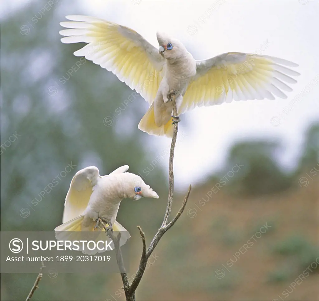 Little corellas Cacatua sanguinea pair, mutual threat display Merty Station, northeastern South Australia