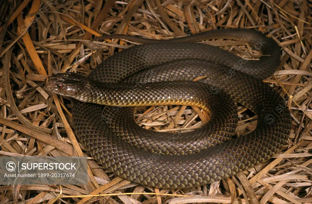 Mulga snake (Pseudechis australis) Despite alternative common name King brown snake is a member of the Black snake genus. Very dangerous., Barrow island, Western Australia