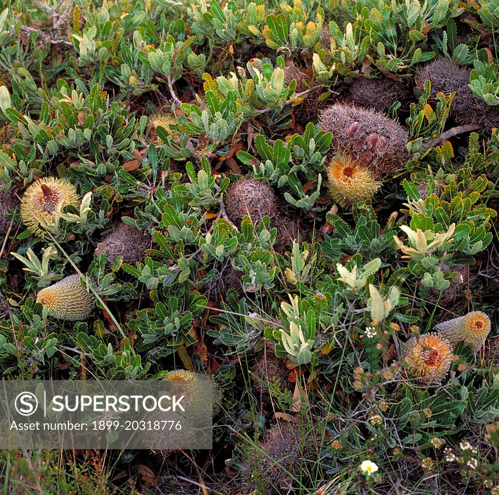 Coast banksia  (Banksia integrifolia) a major component of heath on the South Coast, Nadgee Nature Reserve, South Coast, New South Wales, Australia