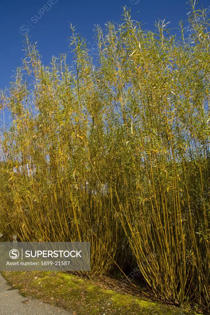 Coppiced willow trees for use as biofuel. 