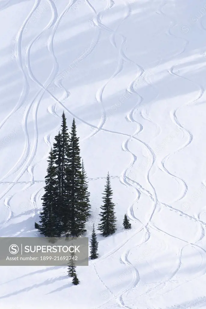 Trees and tracks in snow, Paradise Valley; Mount Rainier National Park, Washington. 