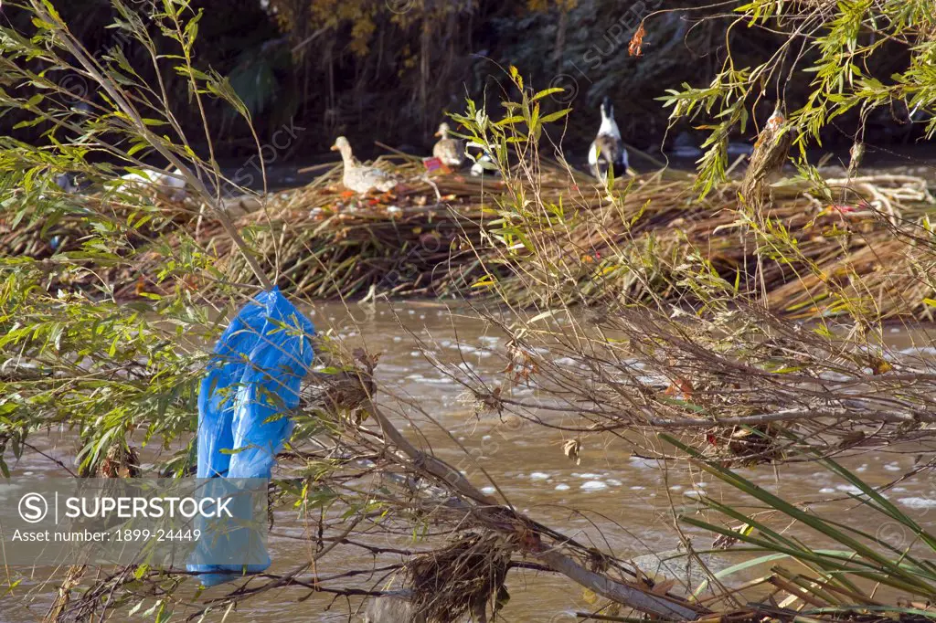 Plastic in the Los Angeles River. Plastic bags and other trash get caught and accumulate in trees and shrubs along the Los Angeles River at the Glendale Narrows. Urban runoff carries an assortment of trash and debris from catch basins where a network of pipes and open channels create a pathway to the Ocean at Long Beach. Los Angeles, California, USA