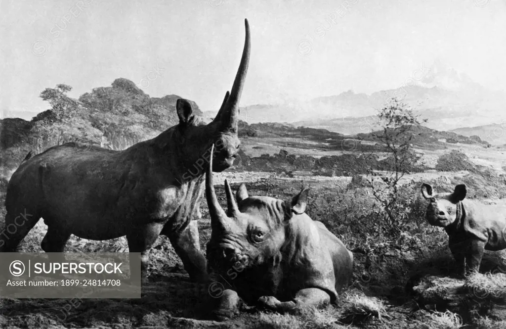 Africa, kenya, rhinos, 1920. 