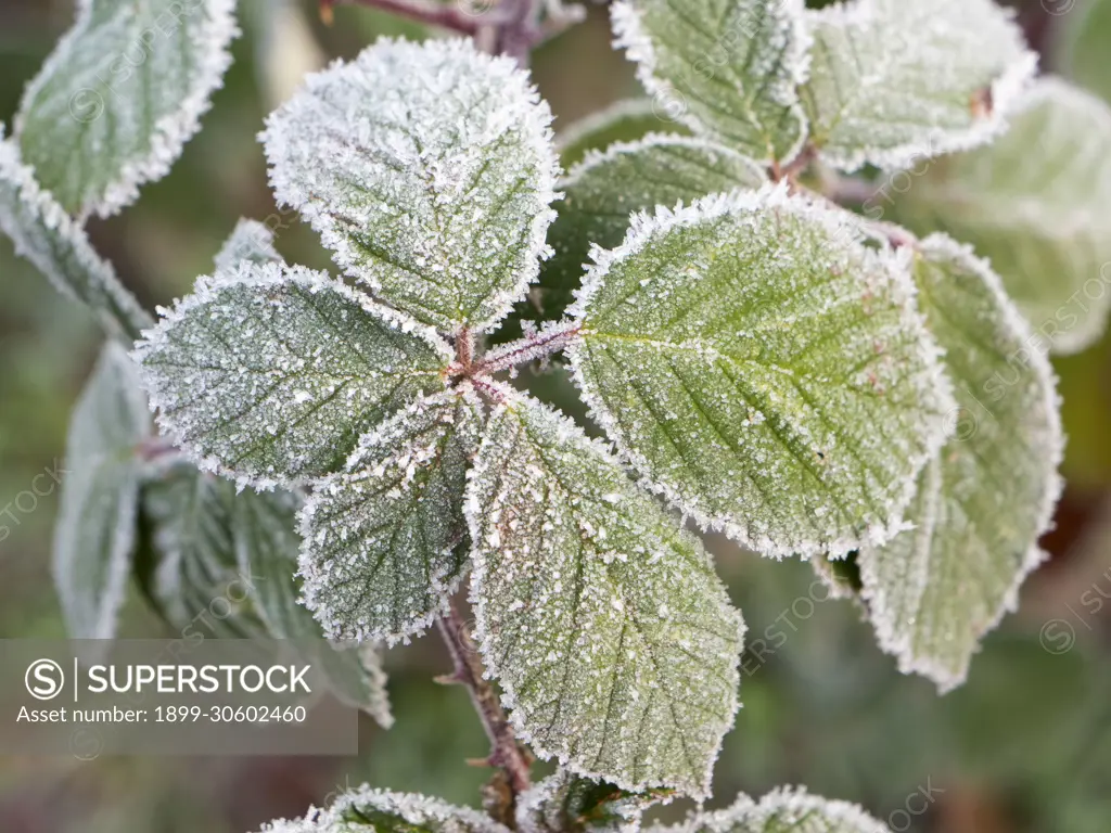 Frosted Cow Parsley in Radley Village, Oxfordshire