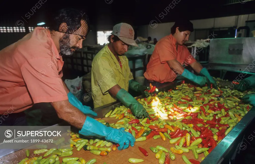 CHILLI FACTORY, COSTA RICA. San Jose. Agriquimsa, hot chilli paste and powders manufacturer. . Small businesses are thought to generate about 25% of Latin America s G.N.P. 