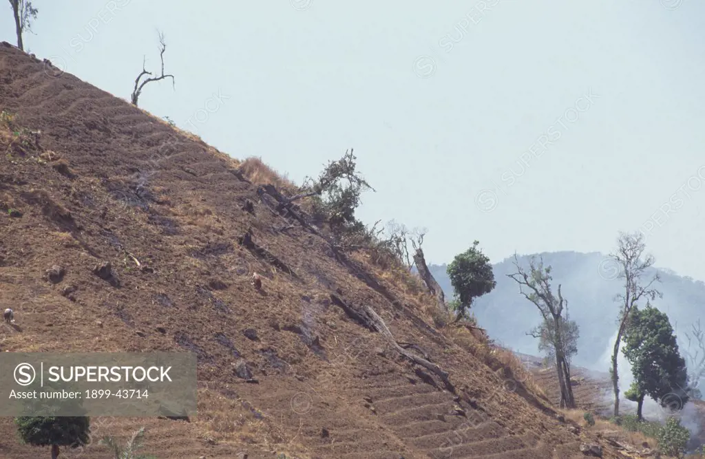 DEFORESTATION, CAMEROON. Mount Oku, Bamenda Highlands. Deforested agricultural land . 50% of the forest in this region has been destroyed in this way in the last 20 years. . 