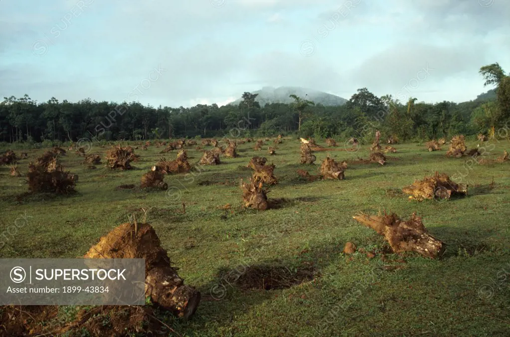 DEFORESTATION, SRI LANKA. . 