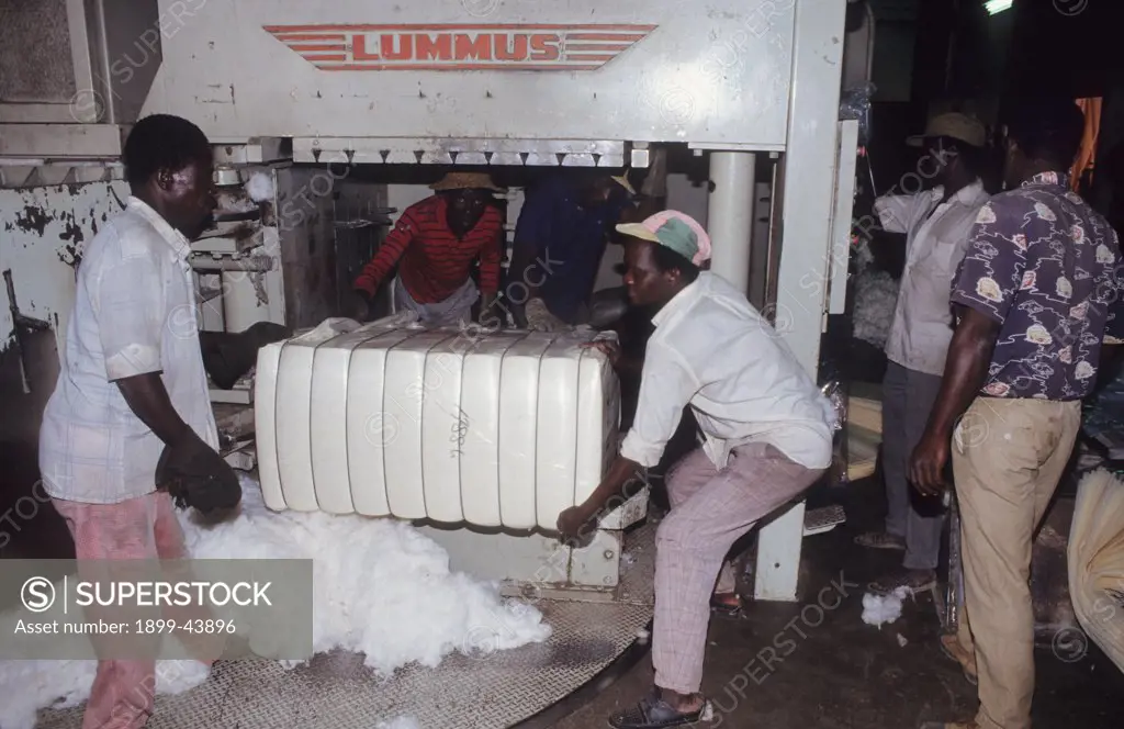 BALING COTTON, CAMEROON. Vina Valley, vicinity Touboro Town. Baling cotton for export. . 