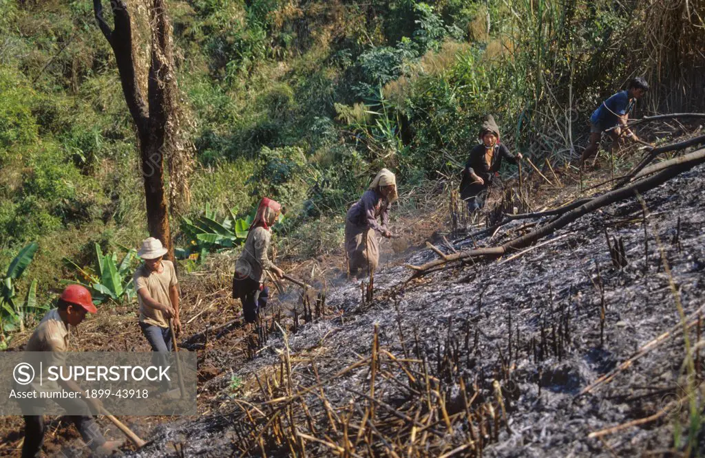 DEFORESTATION, THAILAND. Hilltribe burning forest. . 