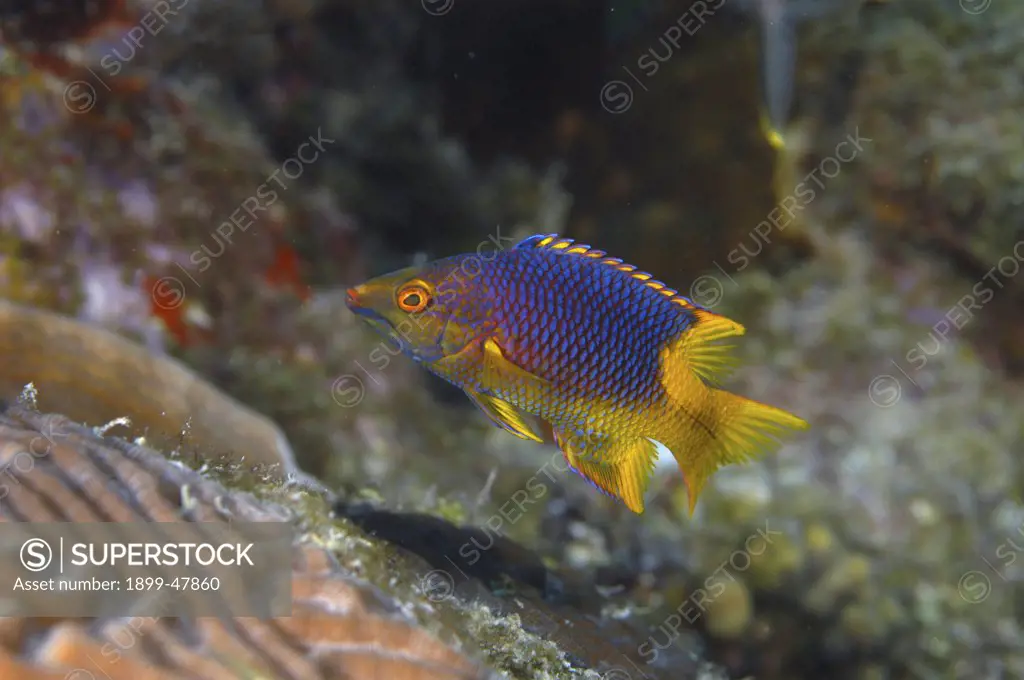 Juvenile Spanish hogfish. Bodianus rufus. Curacao, Netherlands Antilles