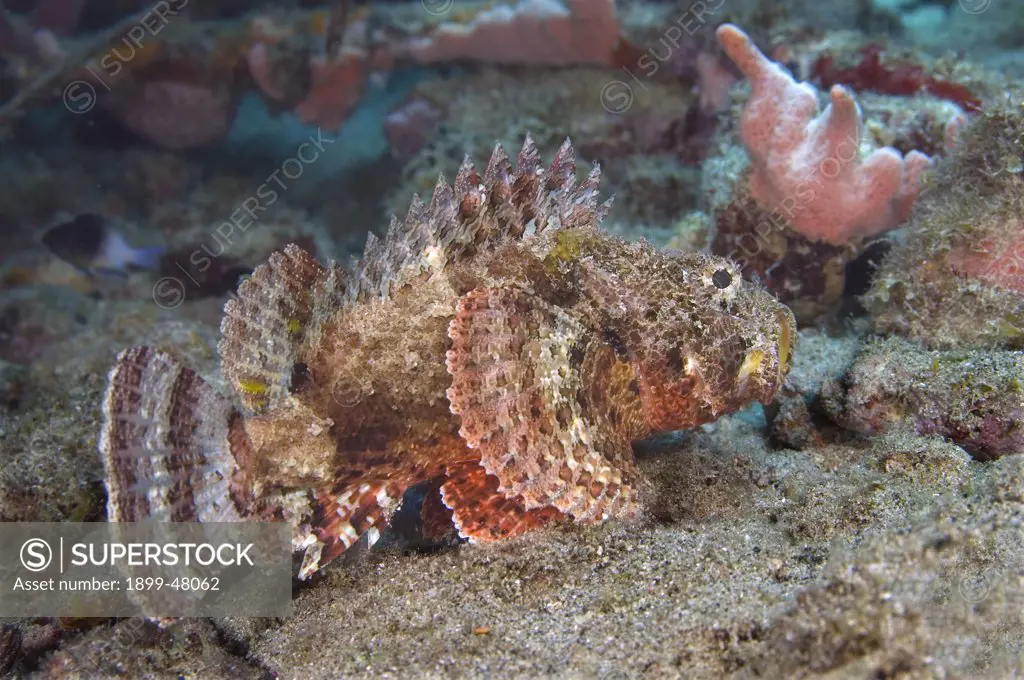 Side view of spotted scorpionfish showing pectoral, dorsal and tail fins extended and venomous dorsal spines erect. Scorpaena plumieri. Curacao, Netherlands Antilles