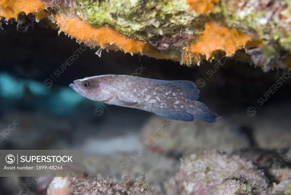 Juvenile greater soapfish under coral ledge. Rypticus saponaceus. This fish secretes a toxic, soap-like mucus. Bonaire, Netherlands Antilles. . Enter Photo Format. .