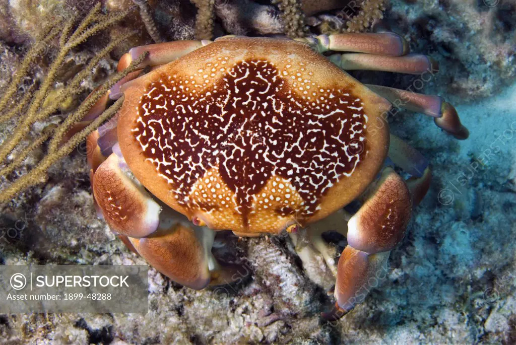 Batwing coral crab showing bat pattern on dorsal shell. Carpilius corallinus. Bonaire, Netherlands Antilles. . . .