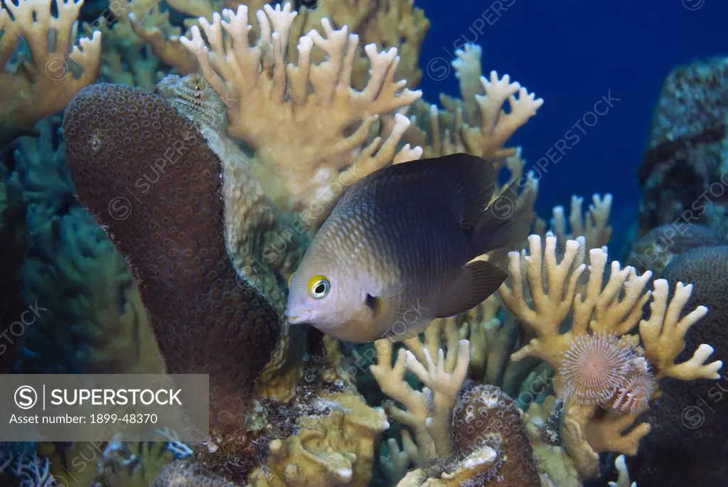 Threespot damselfish defending its territory. Stegastes planifrons. Curacao, Netherlands Antilles. . . .