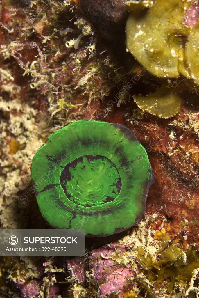 Portrait of a solitary artichoke coral. Scolymia cubensis. Curacao, Netherlands Antilles. . . .