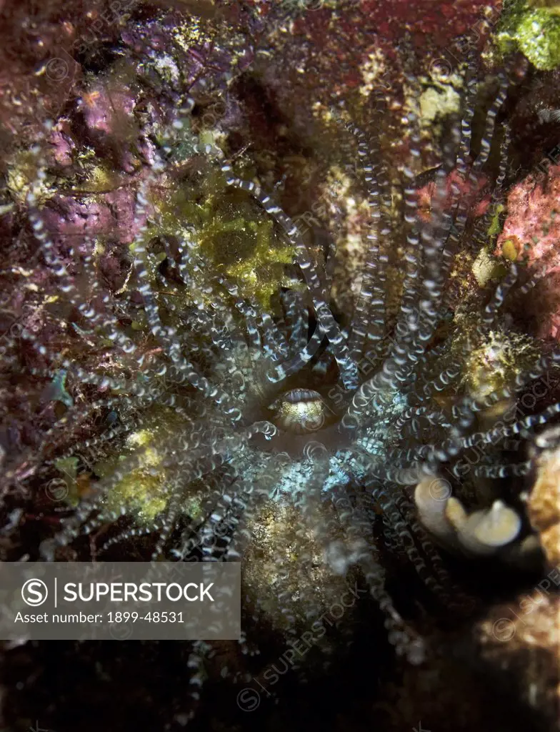 Corkscrew anemone portrait. Bartholomea annulata. Sea Aquarium Reef, Curacao, Netherlands Antilles. . . .