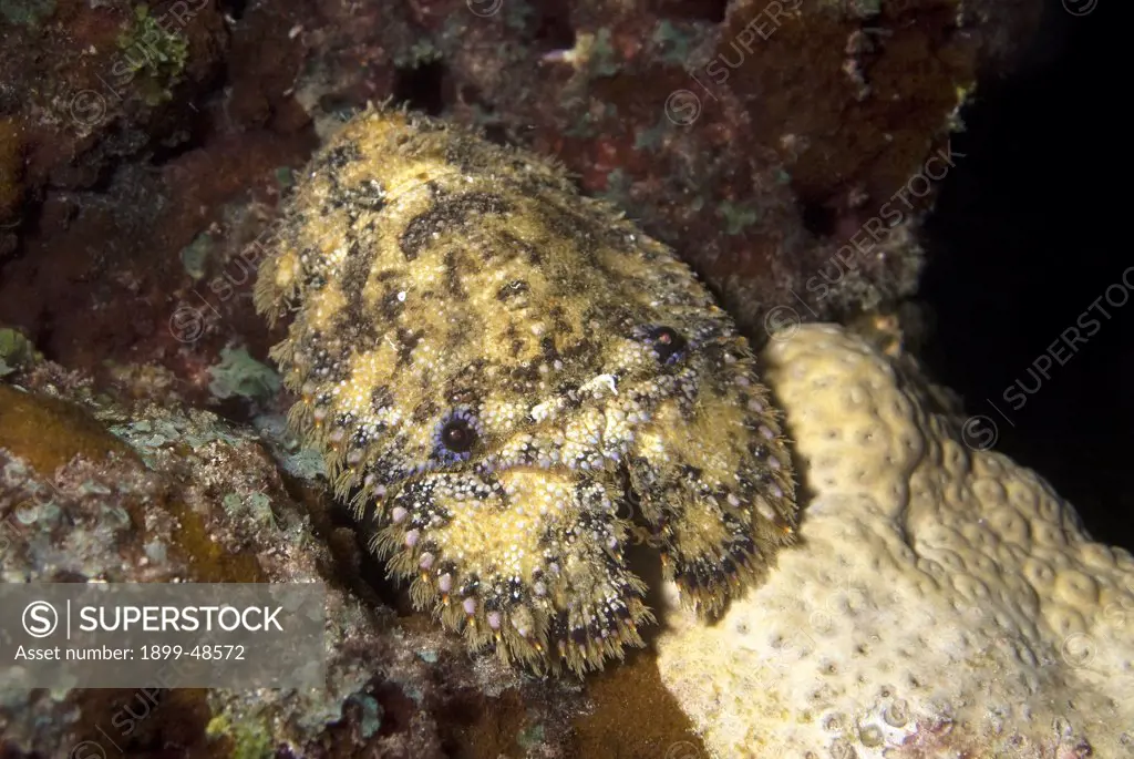 Juvenile slipper lobster out forging at night. Parribacus antarcticus. Juvenile, approximately four inches long. Sea Aquarium Reef, Curacao, Netherlands Antilles. . . .