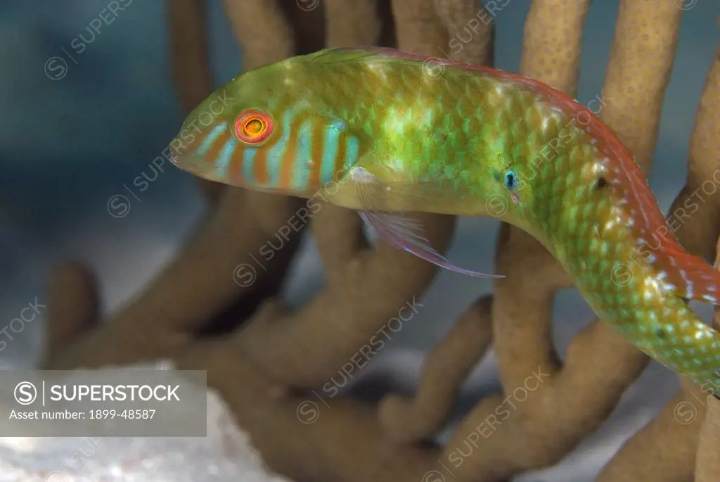 Portrait of a green razorfish showing brilliant colors. Xyrichtys splendens. 1000 Steps, Bonaire, Netherlands Antilles. . . .