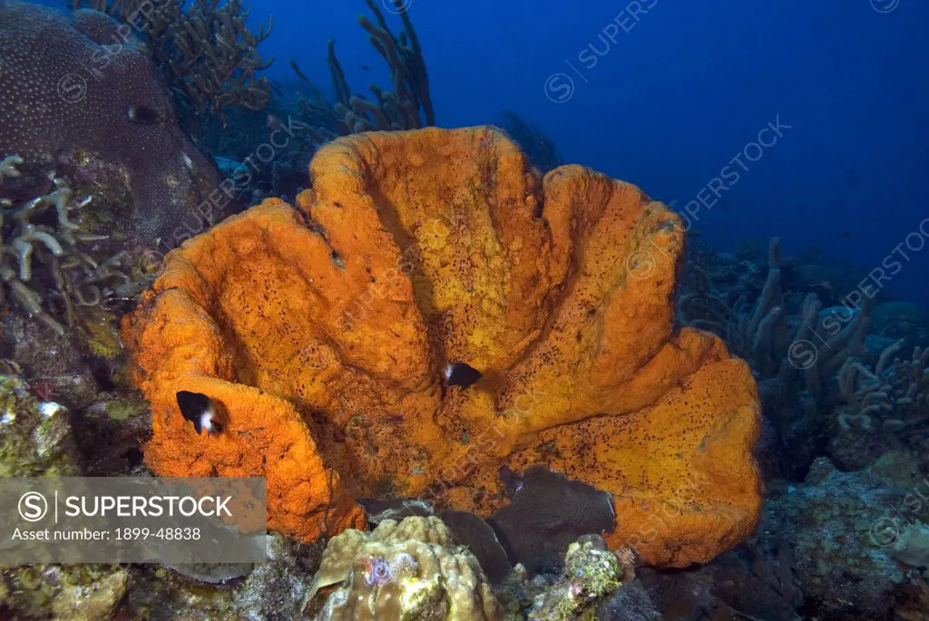 Orange elephant ear sponge (Agelas clathrodes). Curacao, Netherlands Antilles.