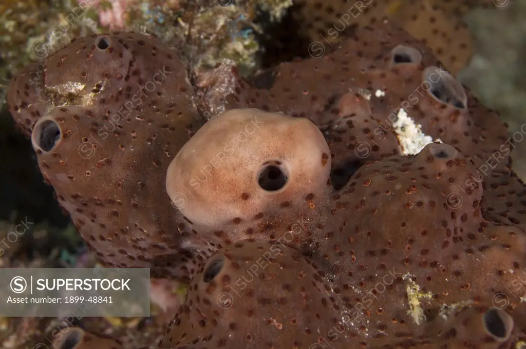 Dark volcano sponge (Calyx podatypa). Curacao, Netherlands Antilles.