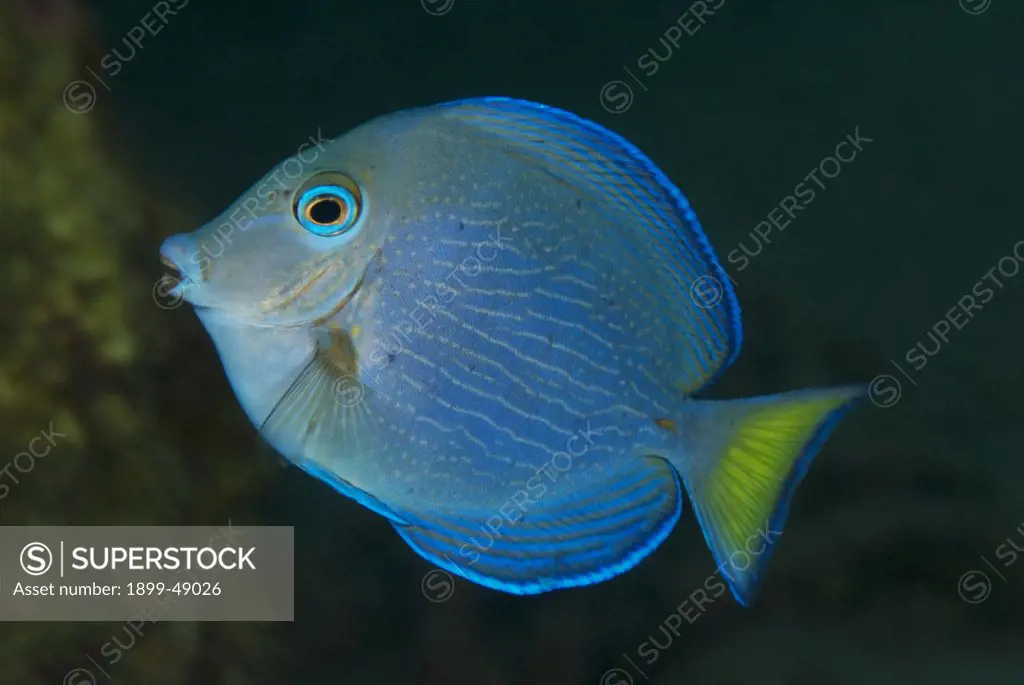 Juvenile blue tang (Acanthurus coeruleus). Curacao, Netherlands Antilles.