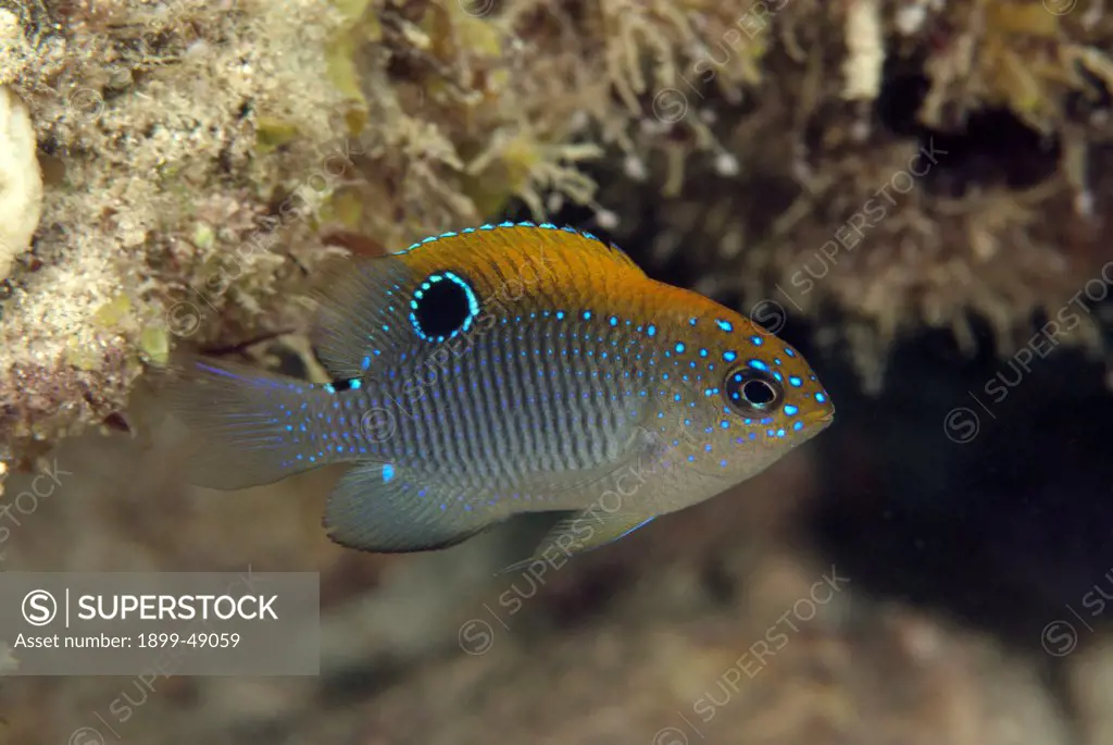 Juvenile dusky damselfish portrait (Stegastes adustus). Curacao, Netherlands Antilles.