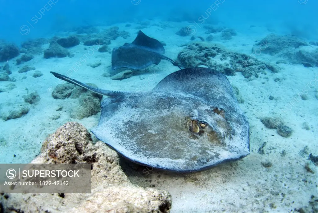 Portrait of a southern stingray (Dasyatis americana). Curacao, Netherlands Antilles.