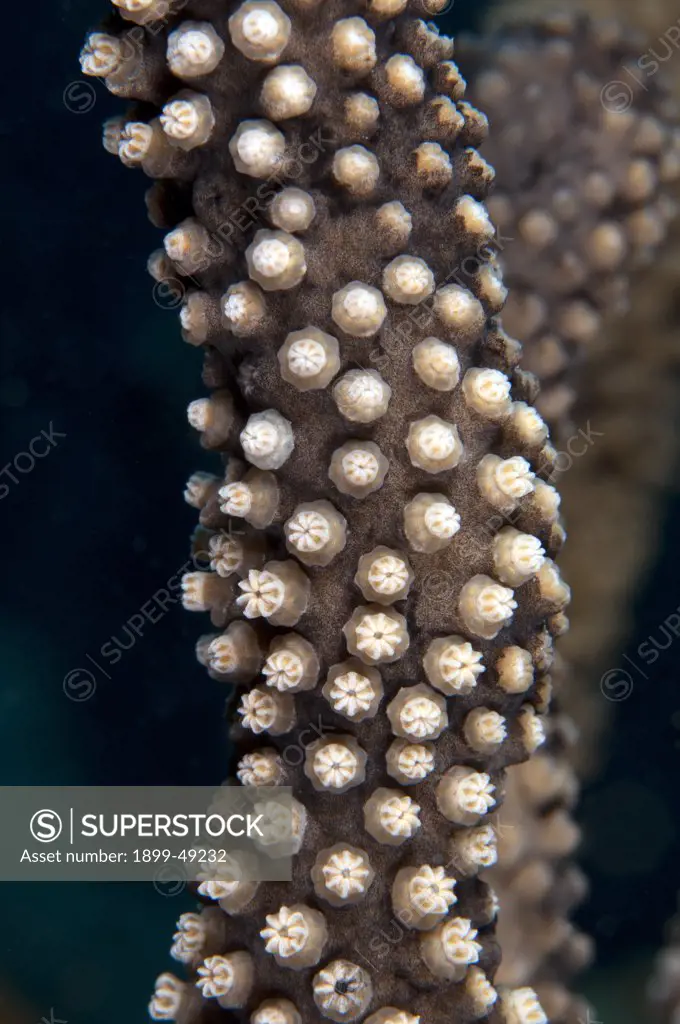 Gorgonian close-up (species: Holazonia) with closed polyps. Curacao, Netherlands Antilles.