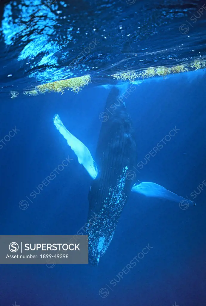 Atlantic humpback whale with pectoral fins spread, a crucifix posture sometimes seen in courtship displays and sometimes used to block a competing male from a female. Megaptera novaeangliae. Silver Bank Humpback Whale Sanctuary, Dominican Republic.