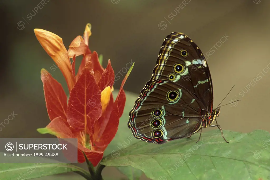 Morpho butterfly, resting with wings folded. Morpho achilles. Native to northern South America. La Selva Reserve, Amazon Basin, Rio Napo drainage, Ecuador. Photographed under controlled conditions