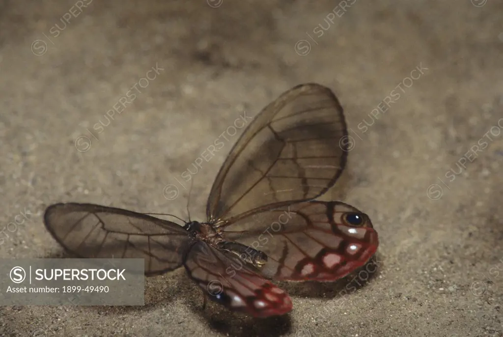 Clear-wing esmeralda butterfly, a tropical species that inhabits the forest floor. Cithaerias esmeralda. Butterfly farm, La Selva Reserve, Amazon Basin, Rio Napo drainage, Ecuador. Photographed under controlled conditions