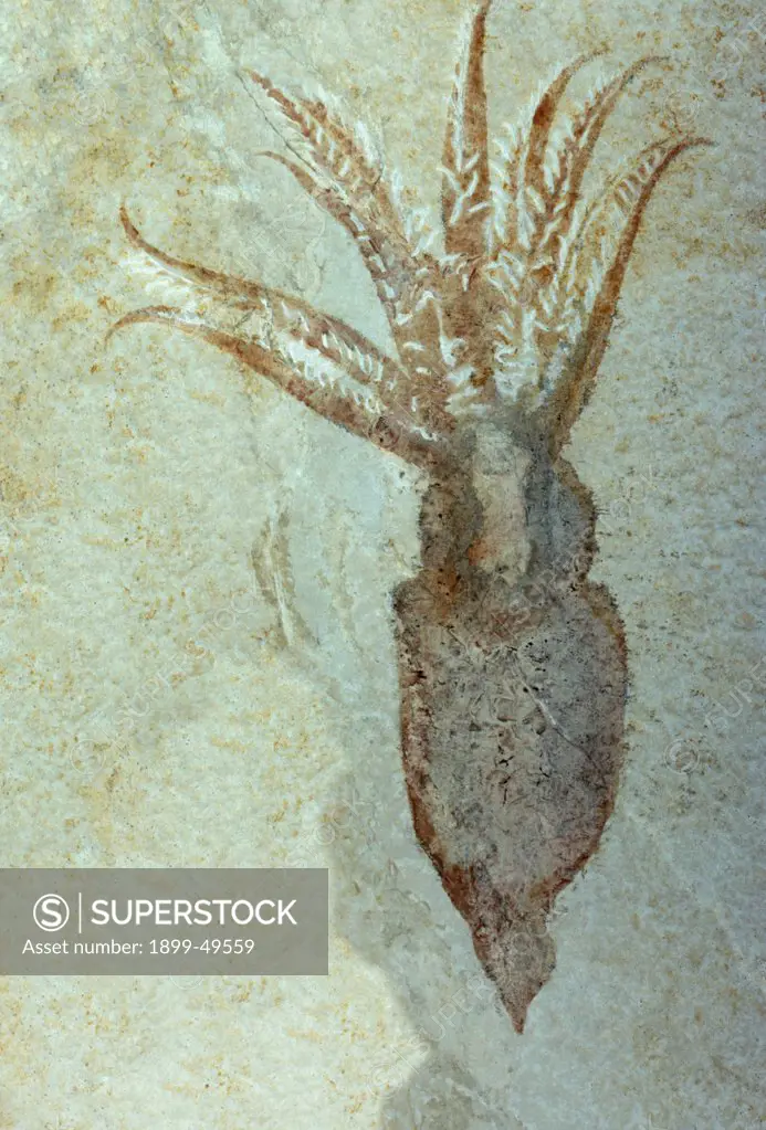 Rare squid imprint fossil, 24 cm length; Upper Jurassic or Malm Period, 161.2 to 145.5 million years ago.  Solnhofen, Germany.  (Specimen courtesy of Flavio Bacchia, Trieste, Italy).